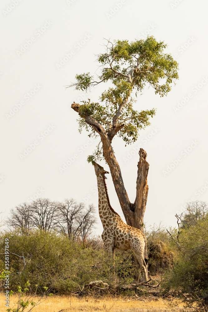 Fototapeta premium Giraffe reaching up high into a very tall tree