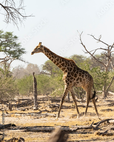 giraffe walking in front of dead trees