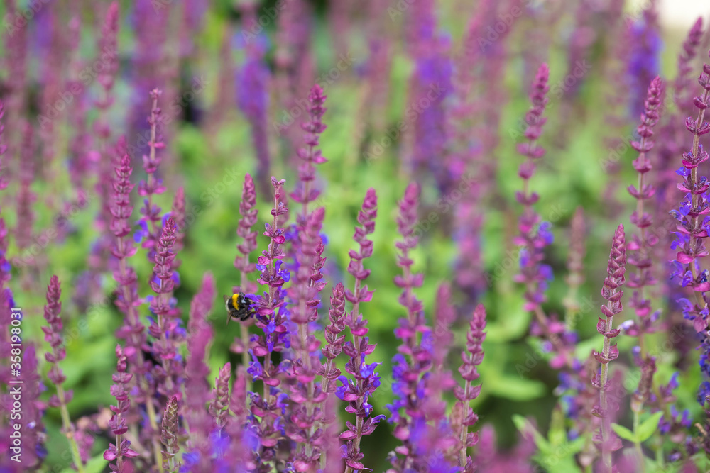 Bumblebee drinks nectar on flowering lavender. Summer season Bumblebee drinks nectar on flowering lavender. Summer season