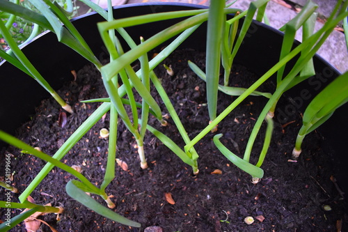 Very young onions known as scallions picked up prior the bulbs started to swell Both the long slender green leaves and the small white ends are edible good raw or cooked They have milder onion flavour