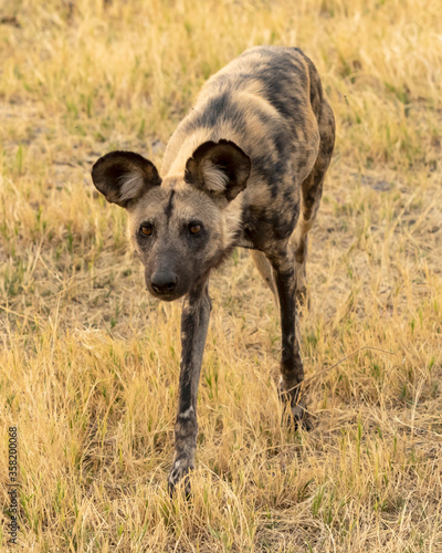 african wild dog standing with ears up