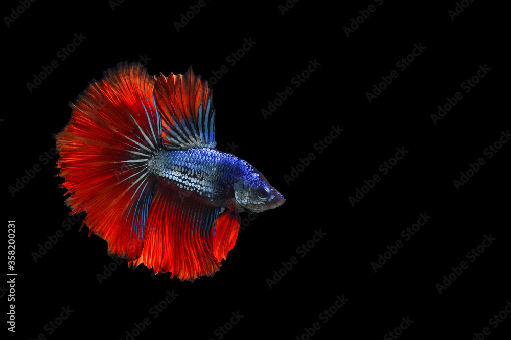 Betta, beautiful Thailand, half moon, on a black background Betta, beautiful Thailand, half moon, on a black background