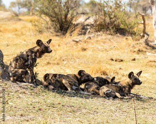 african wild dogs in the shade resting © Penny