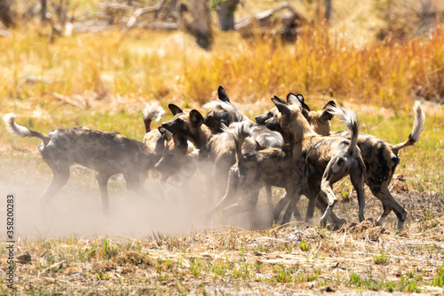 interaction between african wild dogs and pups