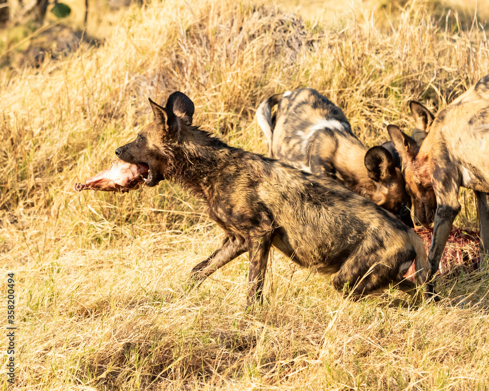 african wild dog running away with impala head african wild dog running away with impala head