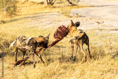 african wild dog with ribcage of impala