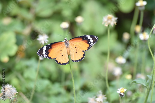 butterfly on flower © Nanthivarma