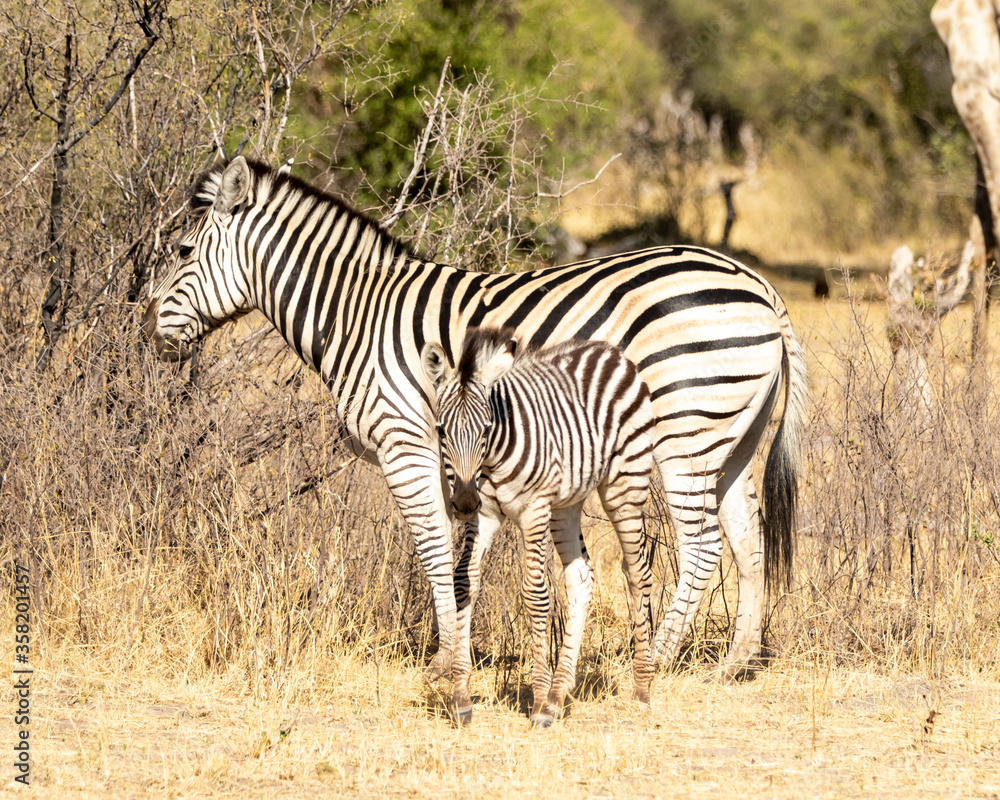 Obraz premium mother and baby zebra standing in the grass