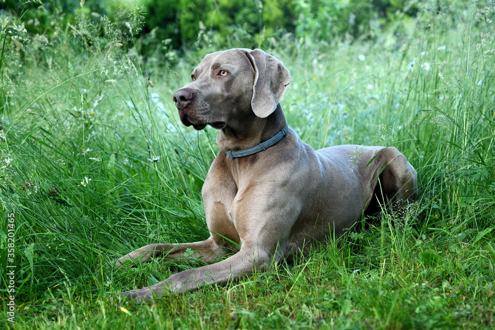 The portrait dog breed Weimaraner. Weimaraner dog in profile in the grass.