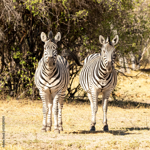 2 zebra standing looking forward