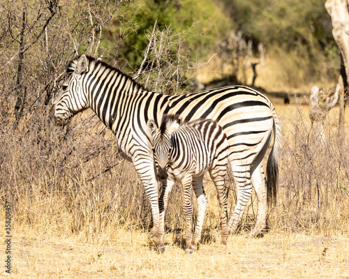 mother and baby zebra standing in the grass