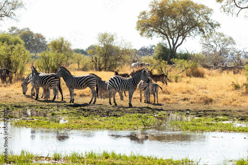 herd of zebra on the river bank