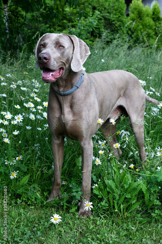 The portrait dog breed Weimaraner. Weimaraner dog in profile with open mouth in the grass.