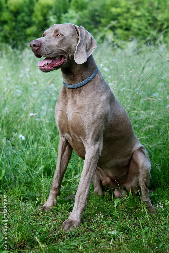 The portrait dog breed Weimaraner. Weimaraner dog in profile with open mouth in the grass.