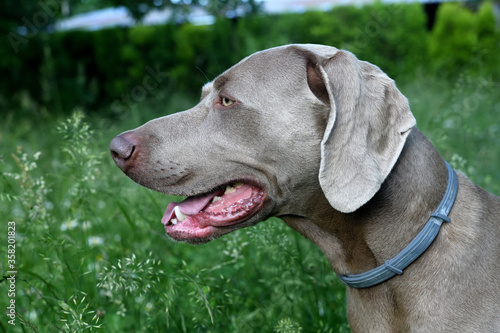 The portrait dog breed Weimaraner. Weimaraner dog in profile with open mouth in the grass.