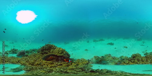 Fototapeta Naklejka Na Ścianę i Meble -  Underwater Scene Coral Reef 360VR. Tropical underwater sea fishes. Virtual tour 360. Panglao, Philippines.