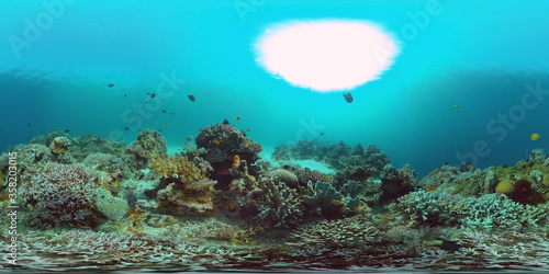Fototapeta Naklejka Na Ścianę i Meble -  Underwater Scene Coral Reef 360VR. Tropical underwater sea fishes. Virtual tour 360. Panglao, Philippines.