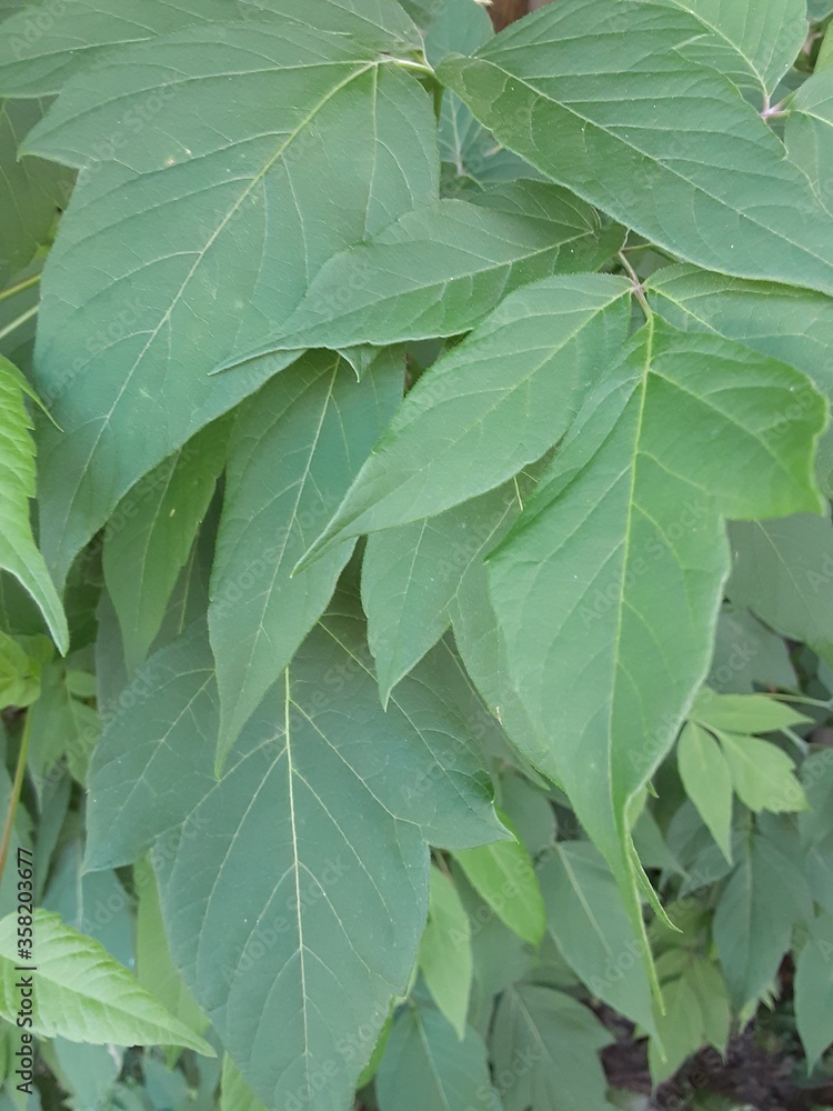 green leaves background green leaves background