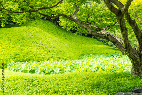 Bright Green of Koishikawa Korakuen Gardens