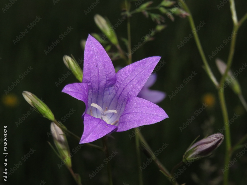 Blue flower in soft focus isolated on white background. Blue flower in soft focus isolated on white background.
