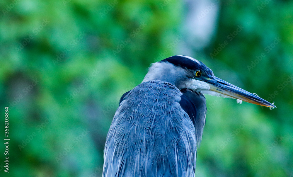 Blue Heron Blue Heron