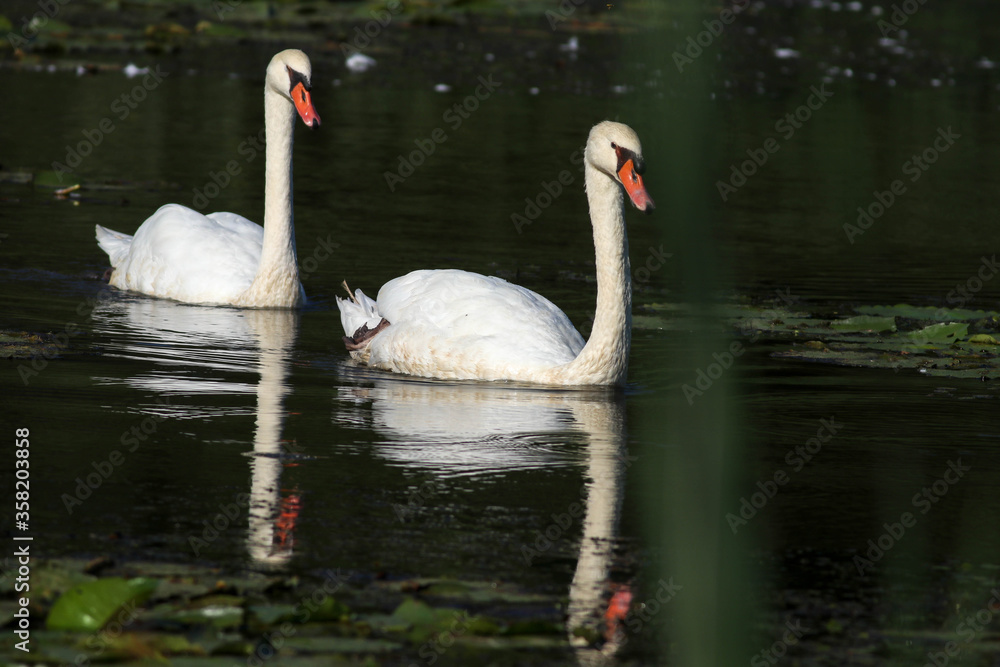 Fototapeta premium Swans