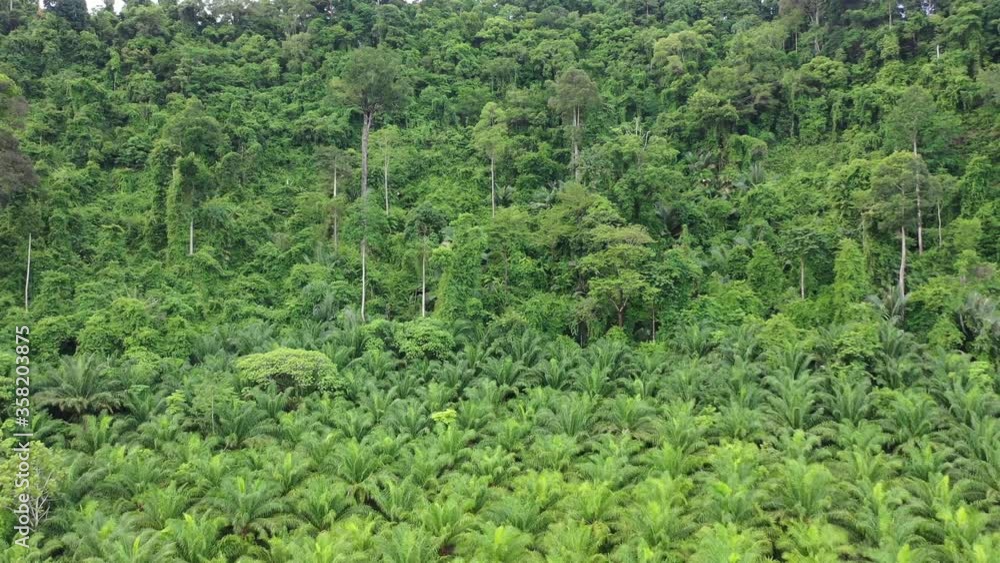 Aerial drone video of palm oil plantation and tropical rainforest. Forest has been cut down and replaced with oil palms. Deforestation for agriculture environmental problem. Aerial drone video of palm oil plantation and tropical rainforest. Forest has been cut down and replaced with oil palms. Deforestation for agriculture environmental problem.