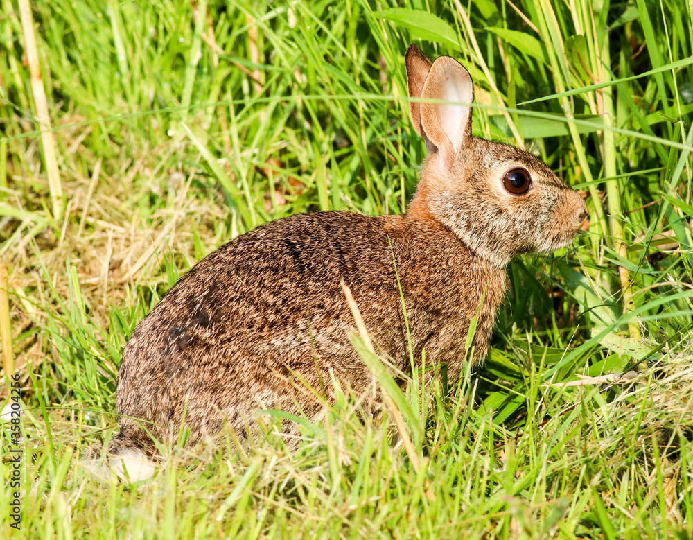 Obraz premium Bunny
