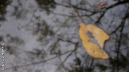 A yellow leaf floating in a puddle in Ho Chi Minh City, Vietnam. The shot racks focus between the leaf and the reflection of the tree above. photo