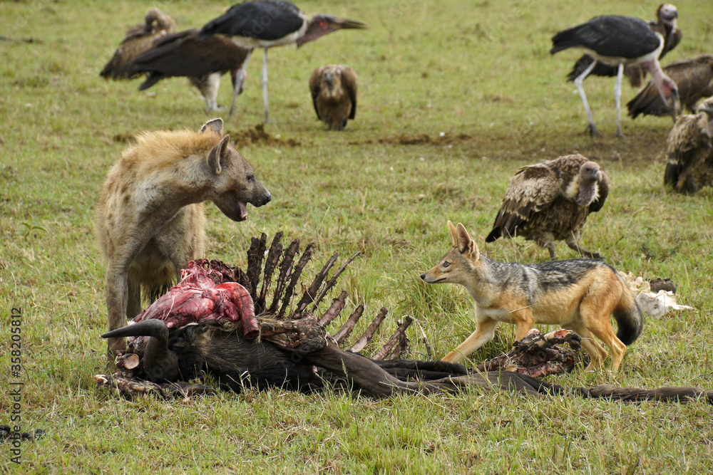 Ταπετσαρία Scavengers (spotted hyena, black-backed jackal, vultures, marabou storks) at a w