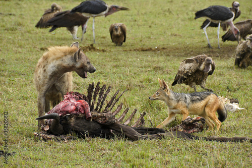 Fotografie, Tablou Scavengers (spotted hyena, black-backed jackal, vultures, marabou storks) at a w