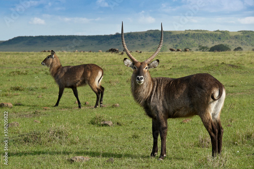 Vászonkép Male and female Defassa waterbucks, Masai Mara Game Reserve, Kenya