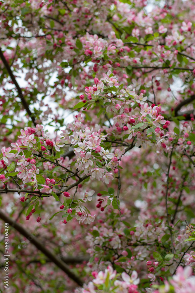 Blooming Trees in Springtime Blooming Trees in Springtime