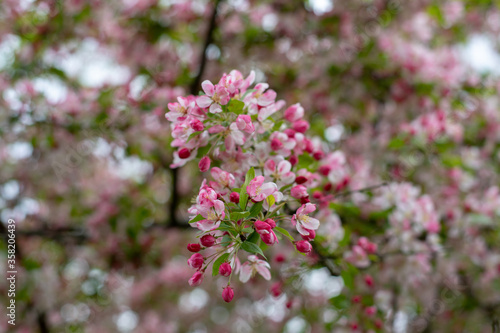 Blooming Trees in Springtime