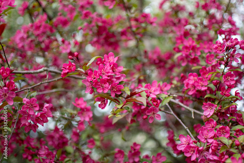 Blooming Trees in Springtime