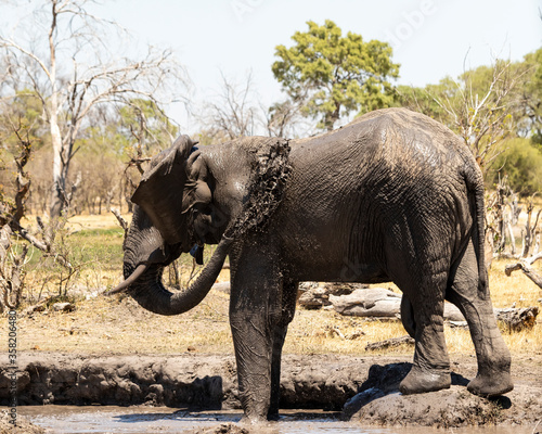 Elephant spraying mud over himself