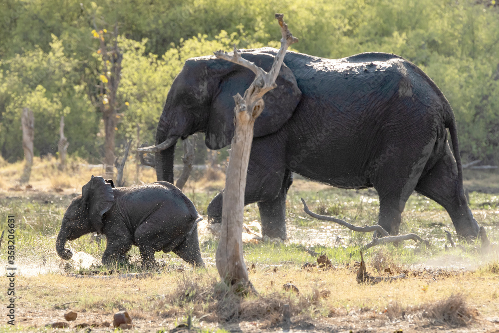 Fototapeta premium Elephant and baby in the river
