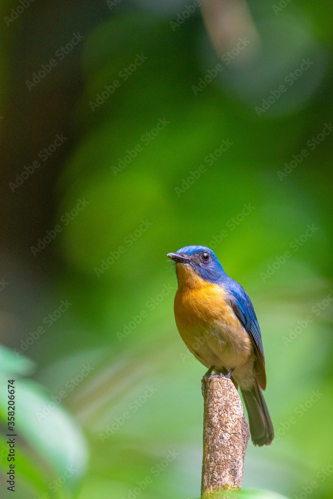 Obraz premium Tickell's blue flycatcher