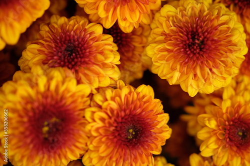 beautiful brownish orange chrysanthemum flowers. Chrysanthemum flower has many types and a variety of beautiful colors. this flower grows in the cool mountainous regions.