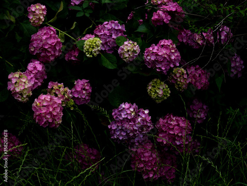 雨の日の紫陽花