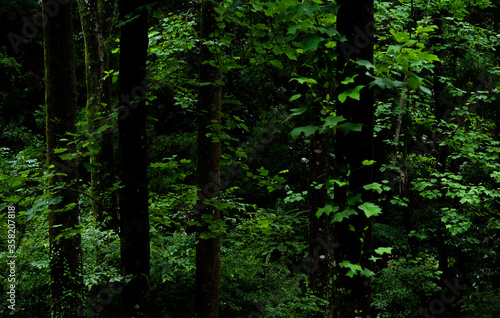 Fototapeta Naklejka Na Ścianę i Meble -  雨の日の森