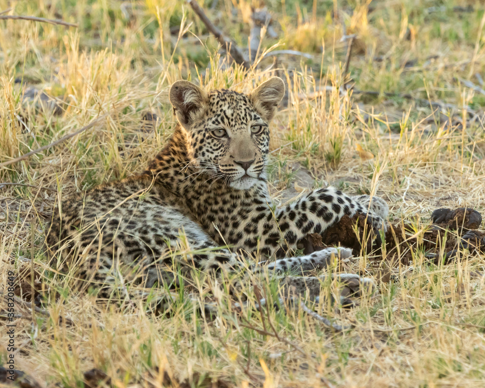 Obraz premium Leopard Panthera Pardus cub playing with elephant poo