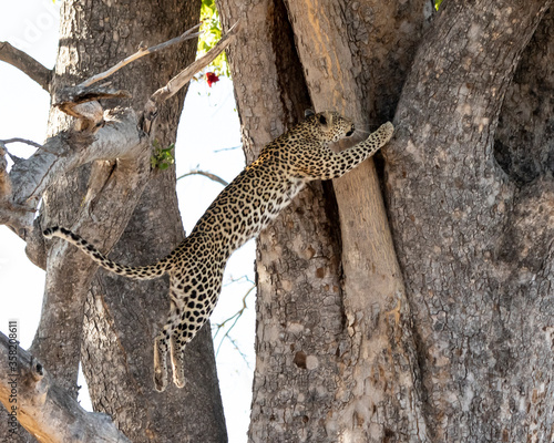 Leopard Panthera Pardus jumping into a sausage tree