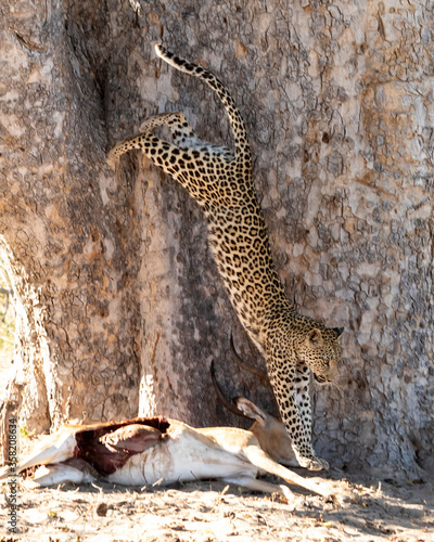 Leopard Panthera Pardus cub jumping down from a sausage tree