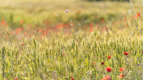 Wildflower, poppy and wheat meadow in spring
