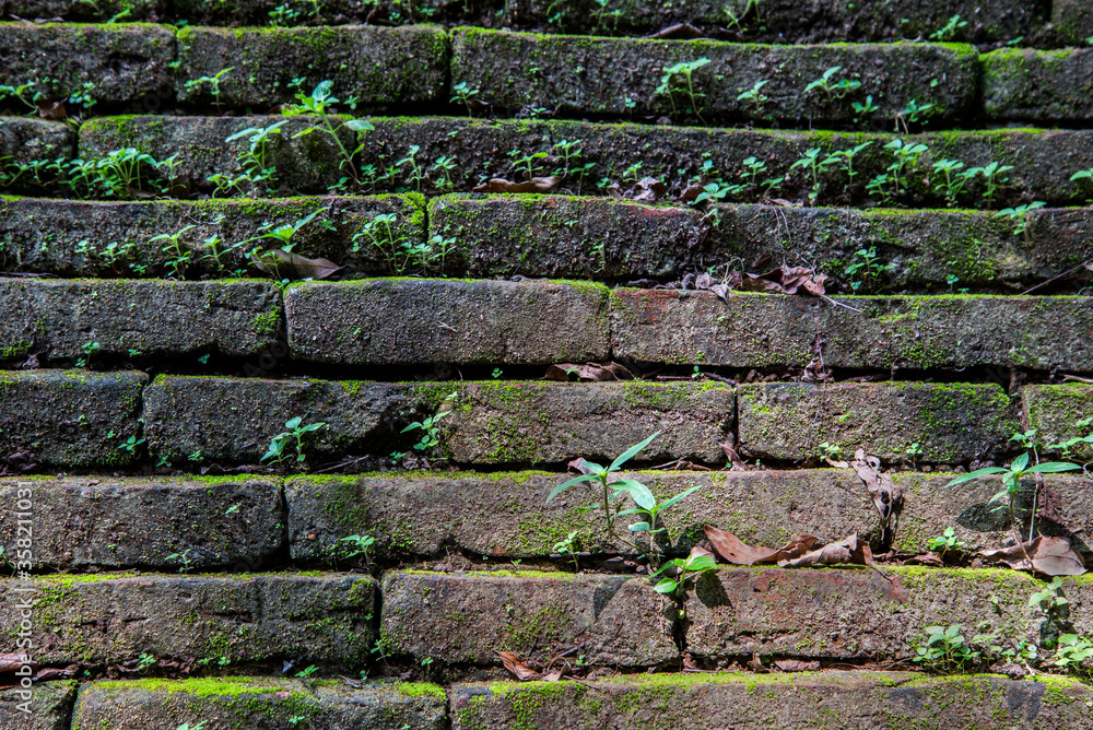 Old brick wall with natural green moss and beautiful light and shadow for wallpaper background Old brick wall with natural green moss and beautiful light and shadow for wallpaper background