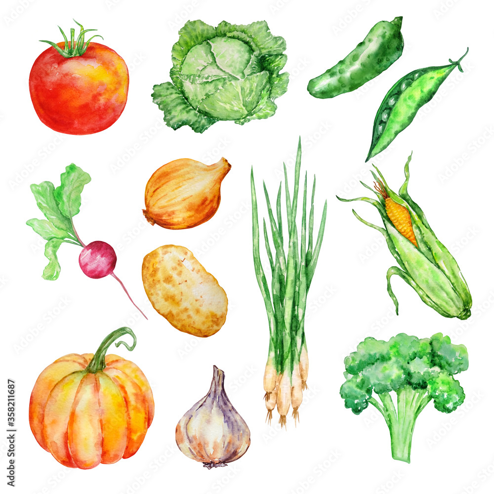 watercolor set of vegetables watercolor set of vegetables