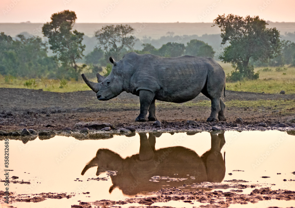 Fototapeta premium White rhinoceros reflected in waterhole at sunrise, Kenya