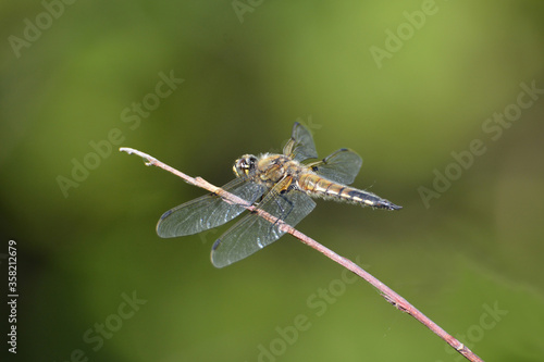 Belted White Face Dragonfly