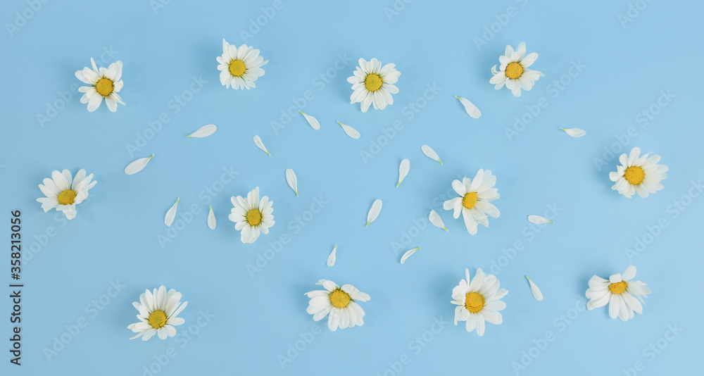 Obraz premium Flat lay of Daisy Flower pattern on blue background.